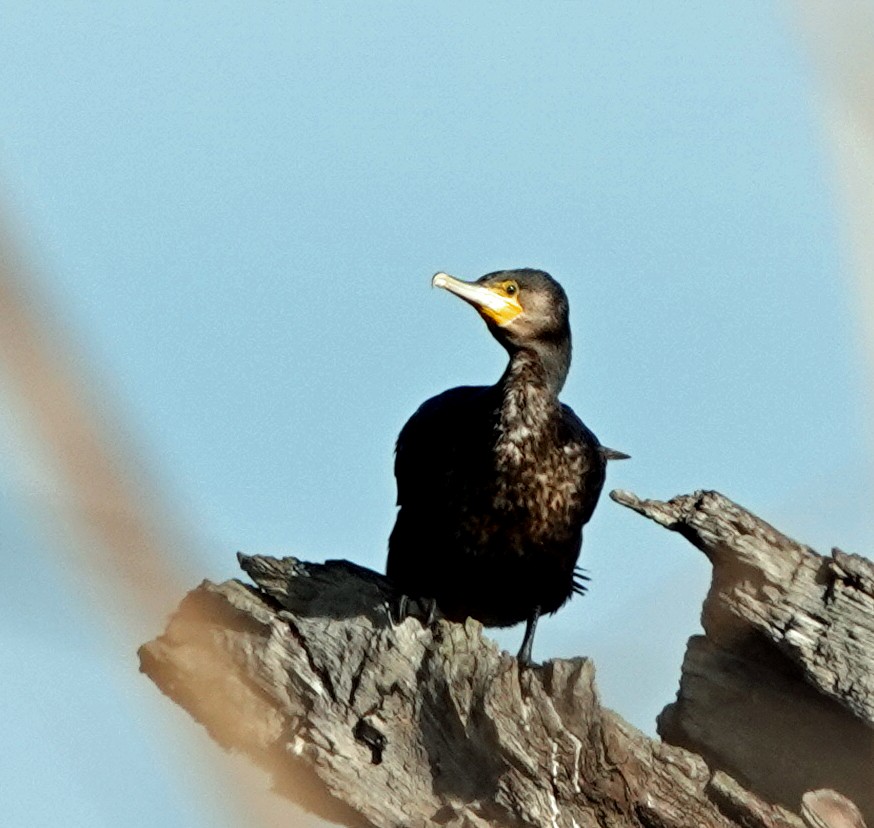 Great Cormorant - ML581421451