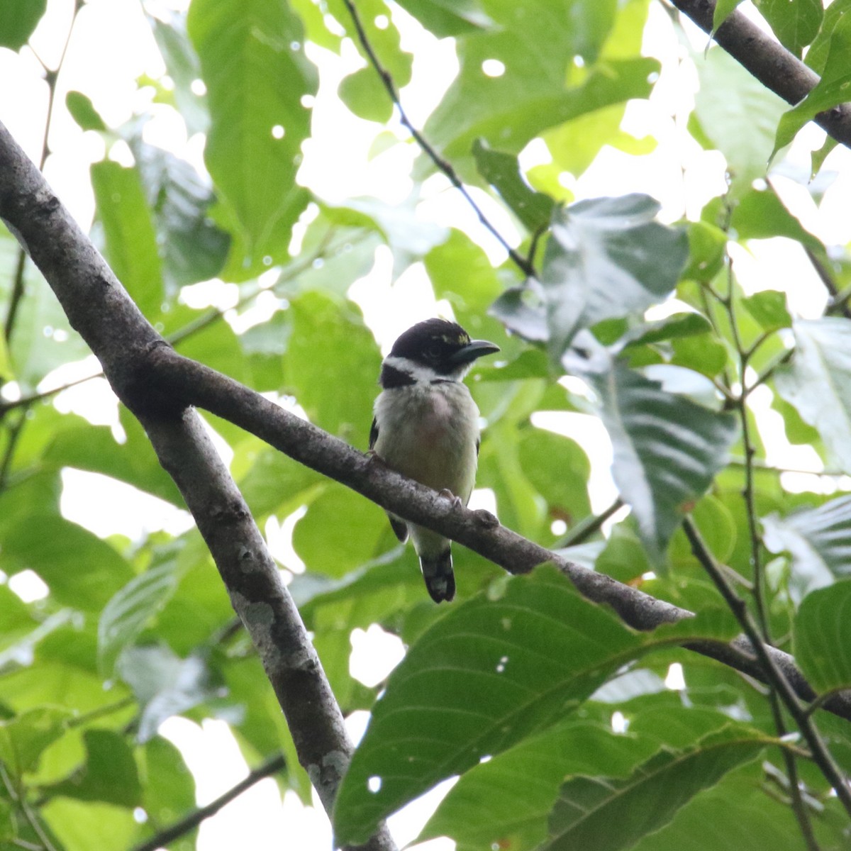 Black-and-yellow Broadbill - ML581422391