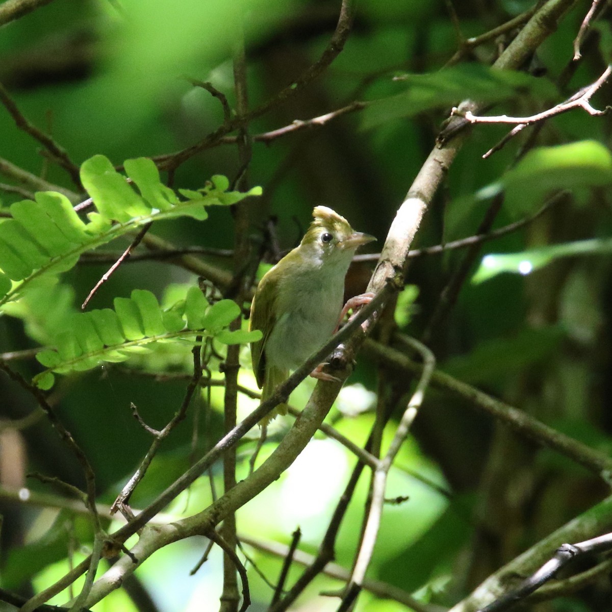 Yuhina Ventriblanca - ML581422411