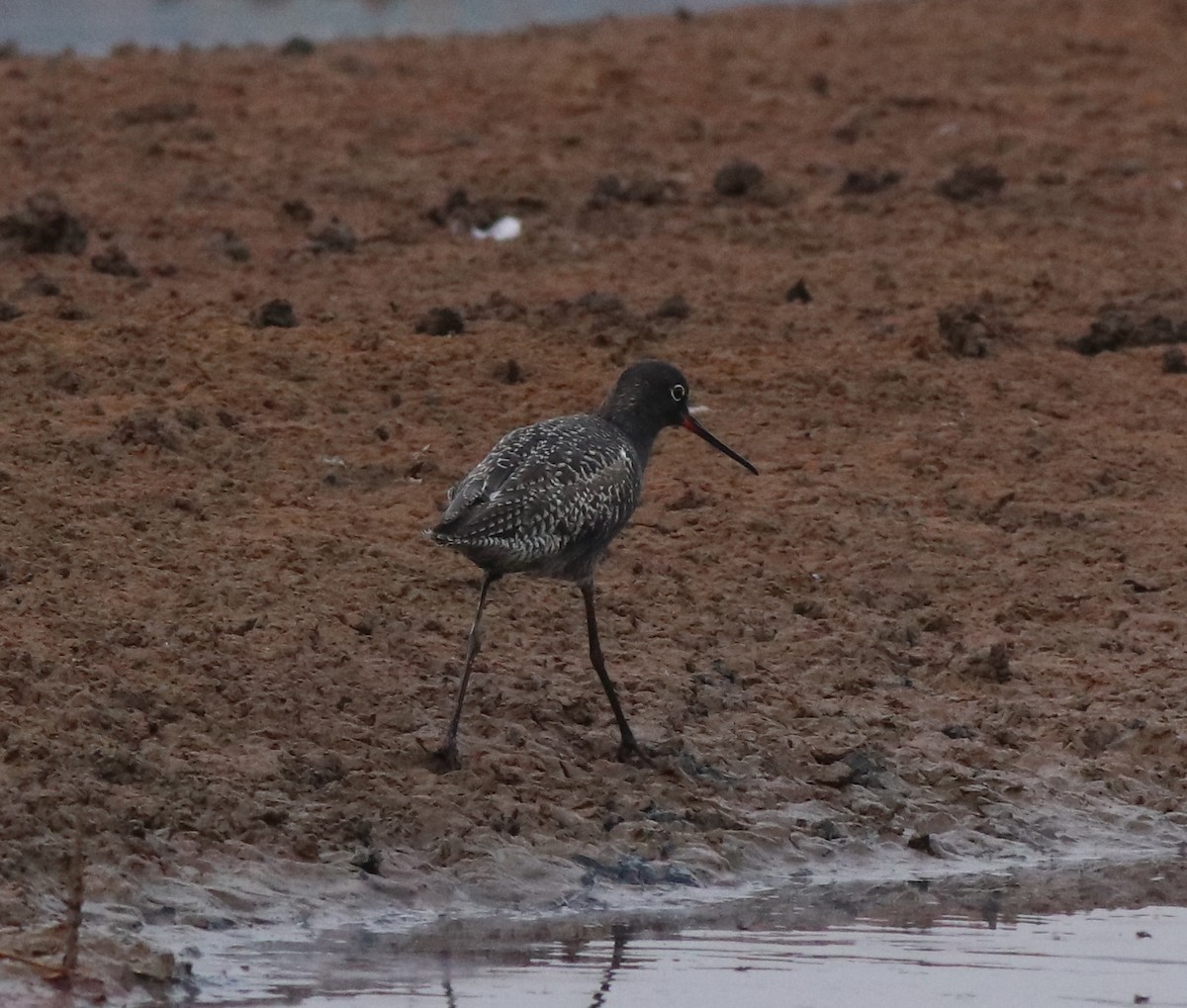 Spotted Redshank - ML581422641