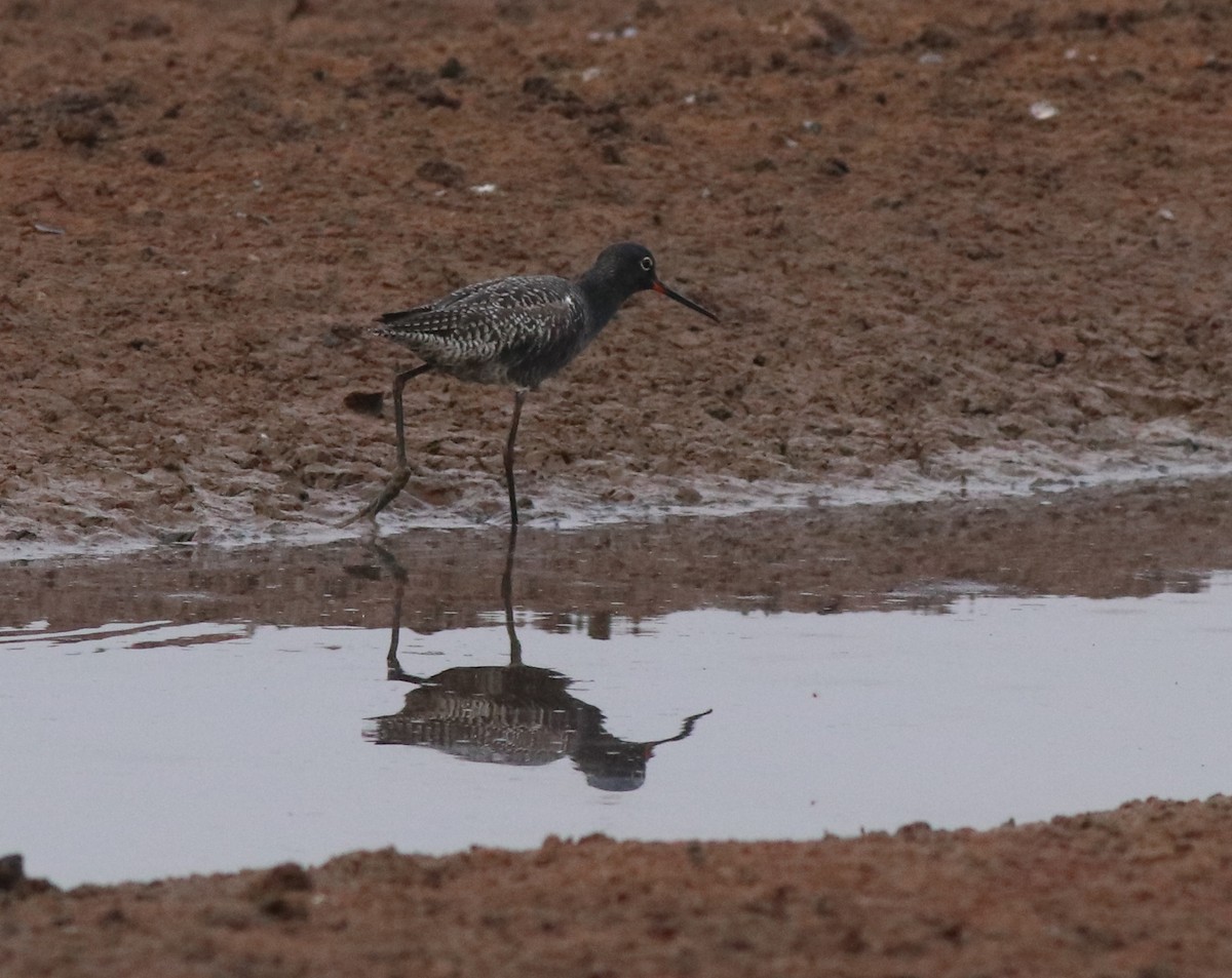 Spotted Redshank - ML581422651