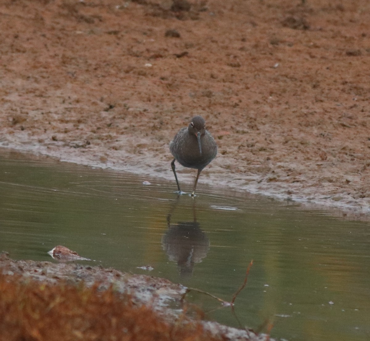 Spotted Redshank - ML581422661