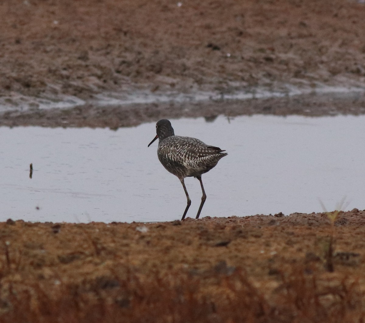 Spotted Redshank - ML581422681