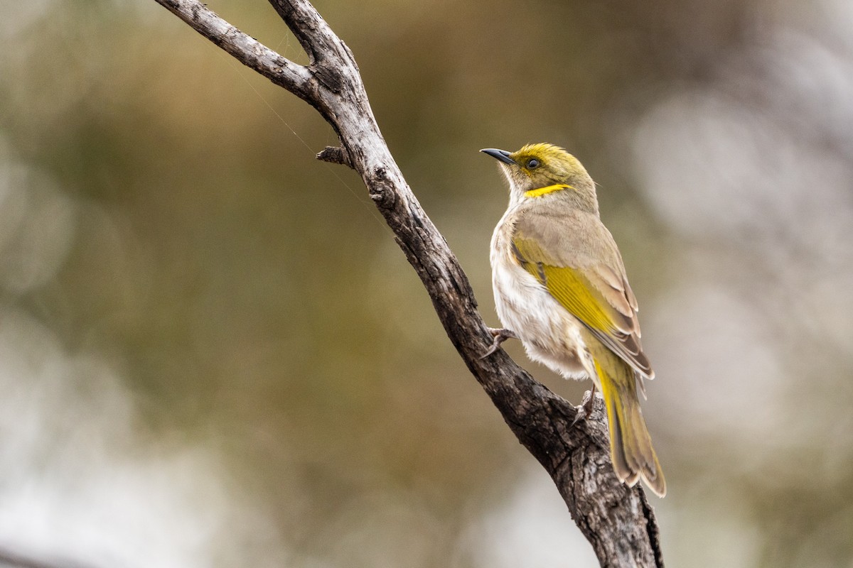 Yellow-plumed Honeyeater - ML581423331