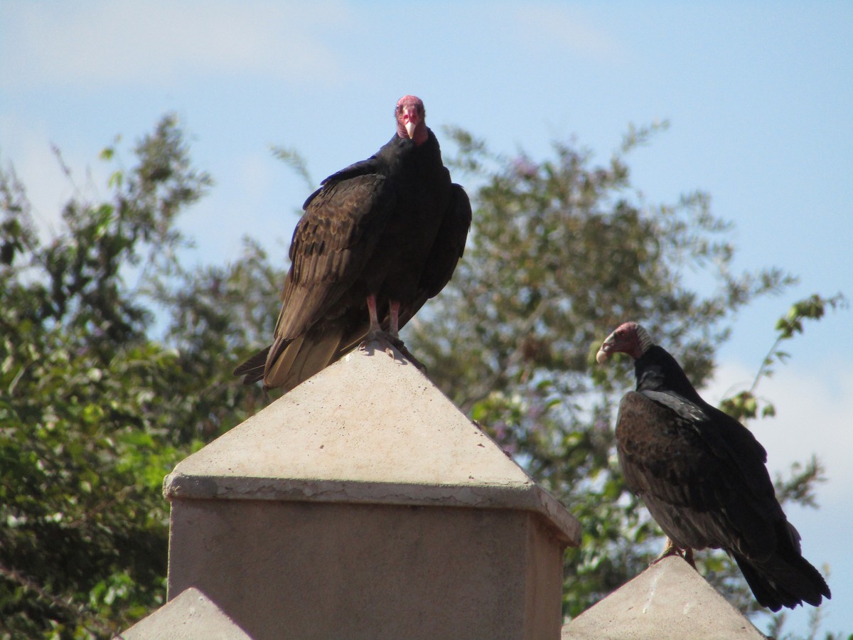 Turkey Vulture - Iza Alencar