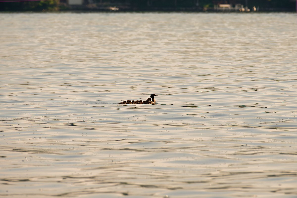 Common Merganser - ML581426791