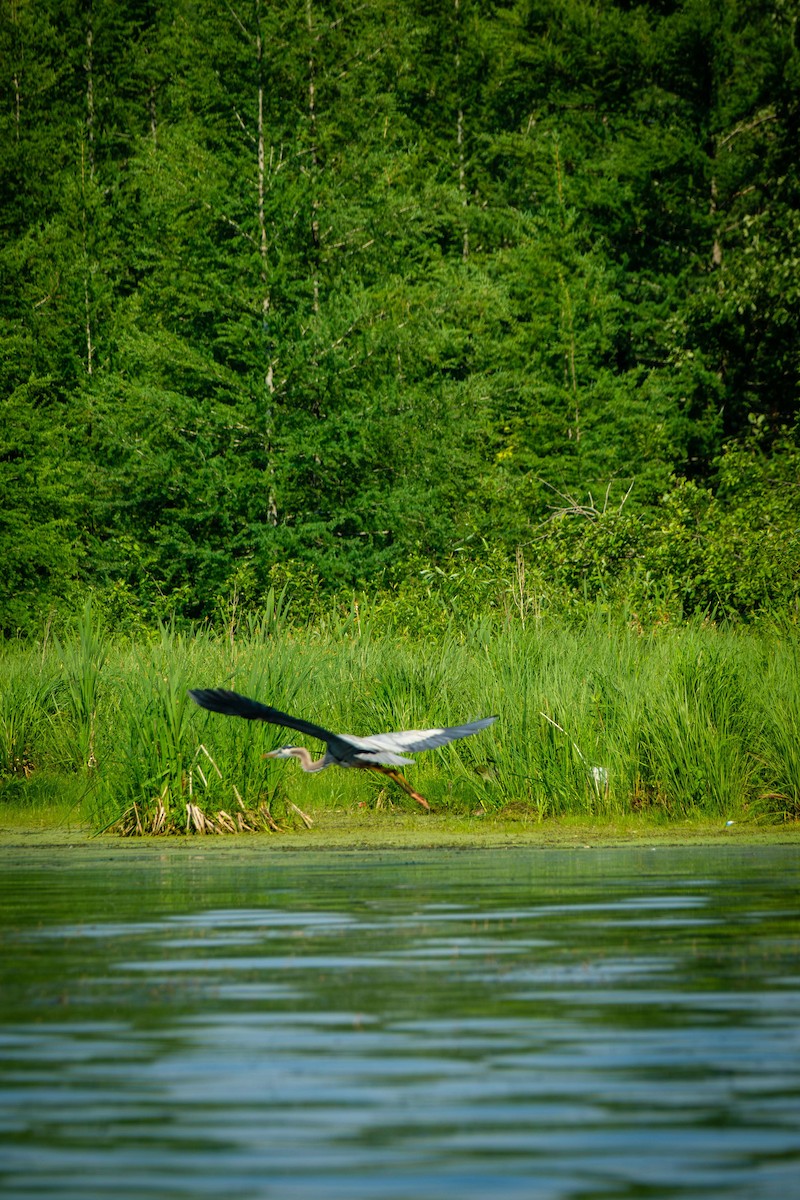 Great Blue Heron - ML581426821