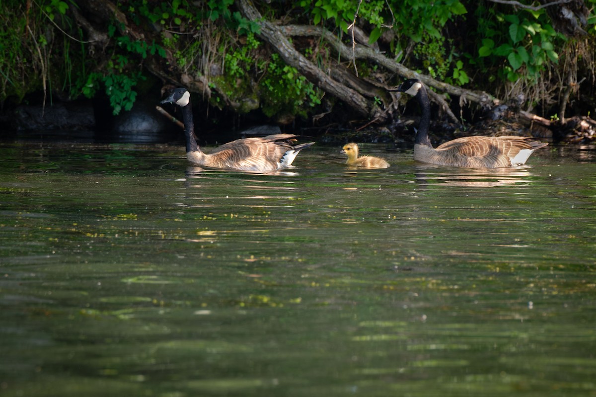 Canada Goose - ML581426911