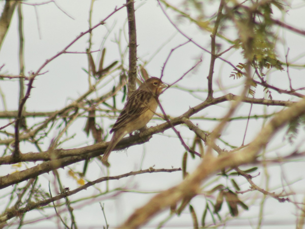 Grassland Yellow-Finch (Grassland) - ML581427901