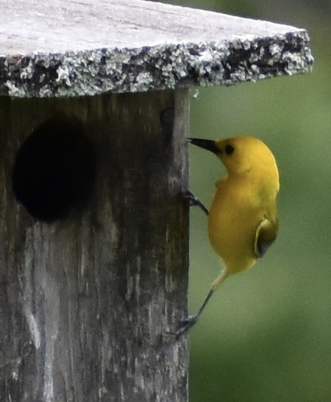 Prothonotary Warbler - ML581428871
