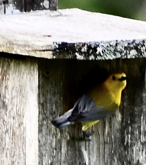 Prothonotary Warbler - ML581428891