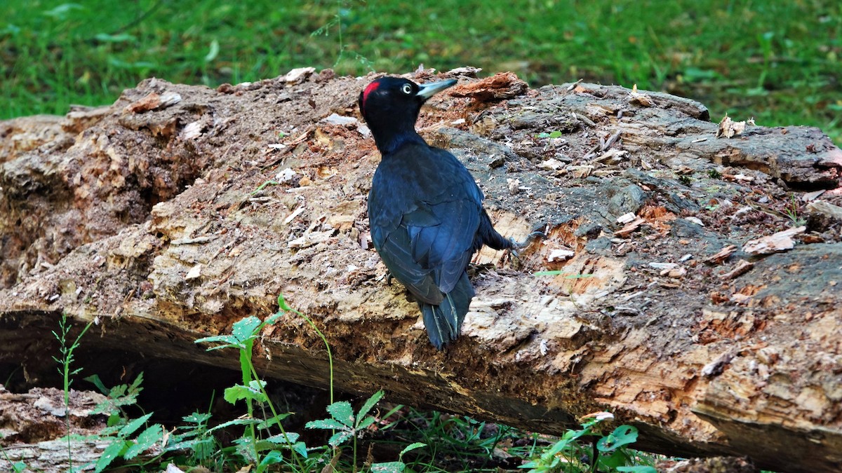 Black Woodpecker - ML581429191