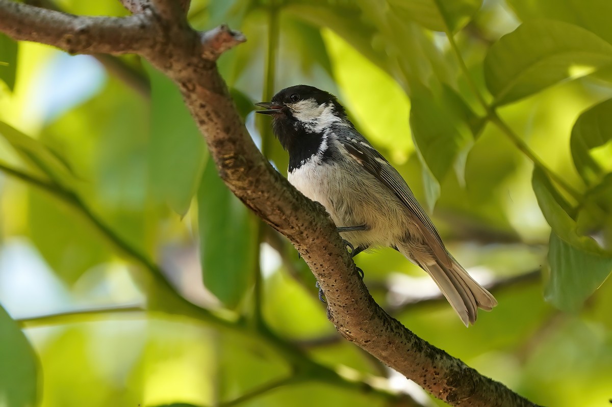 Coal Tit - ML581430381