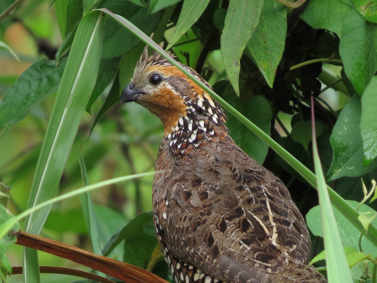 Crested Bobwhite - ML58143081