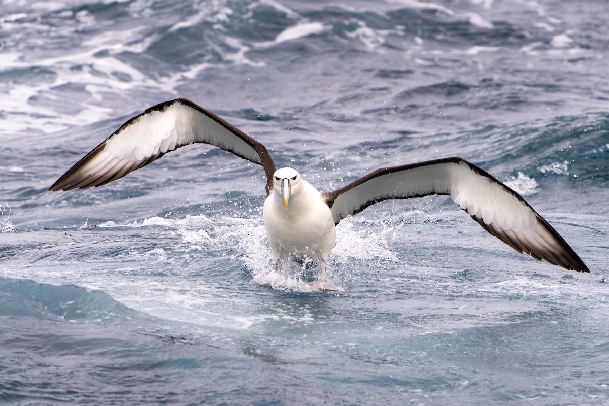 White-capped Albatross - James Churches