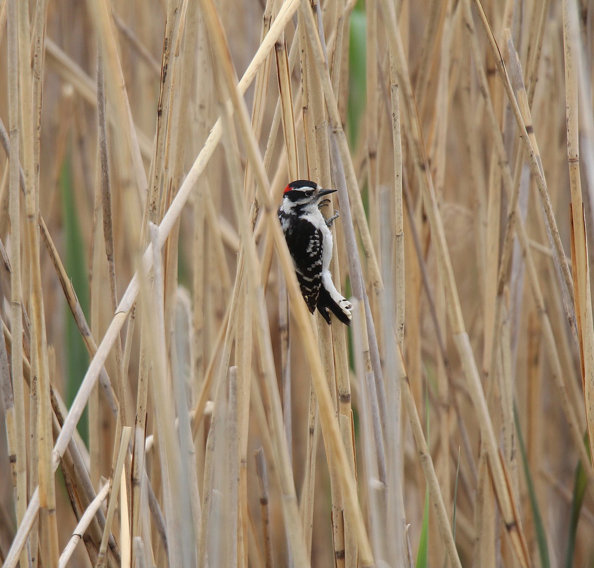 Downy Woodpecker - Sylvain Lépine