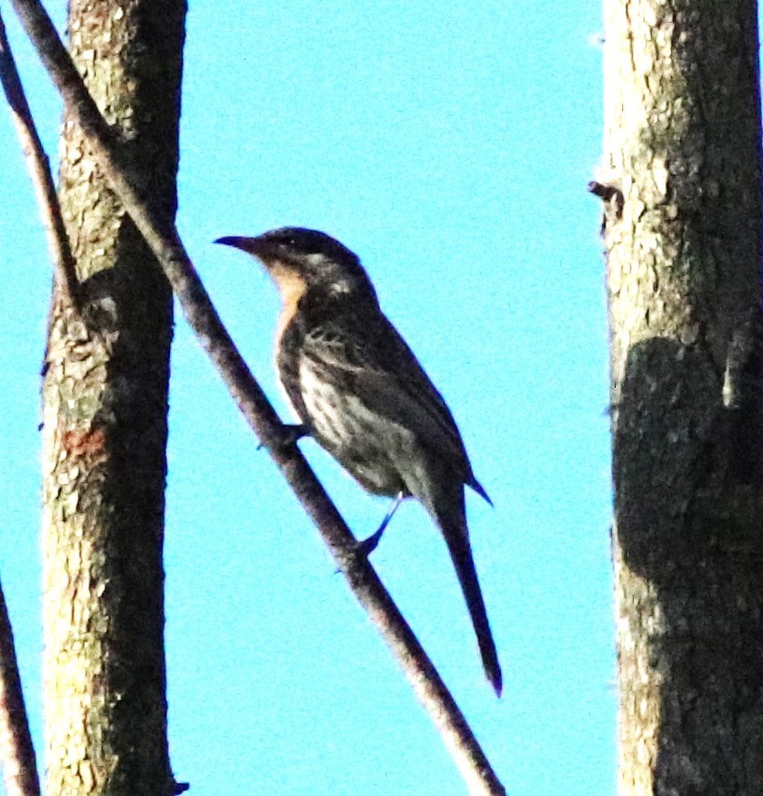 Spiny-cheeked Honeyeater - ML581432771