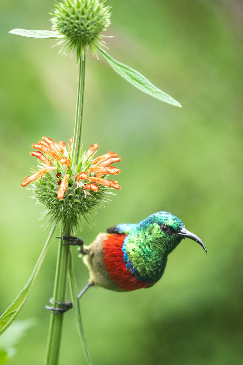 Eastern Double-collared Sunbird - ML581432881