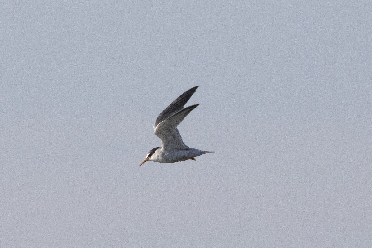 Common Tern - ML581433731