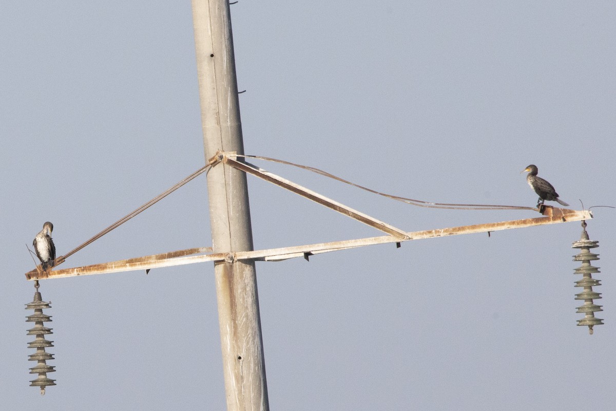 Pygmy Cormorant - Nazes Afroz