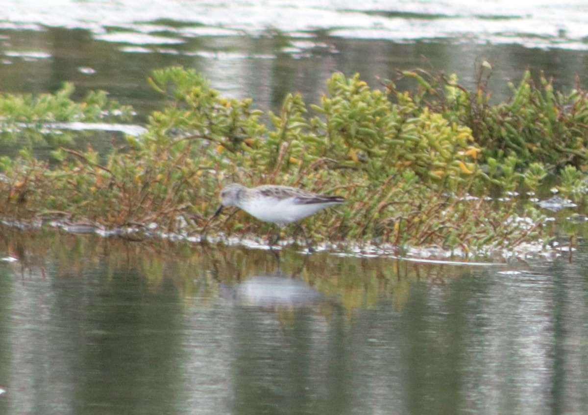 Semipalmated Sandpiper - ML581433901