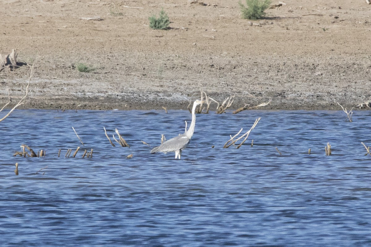 Gray Heron - Nazes Afroz