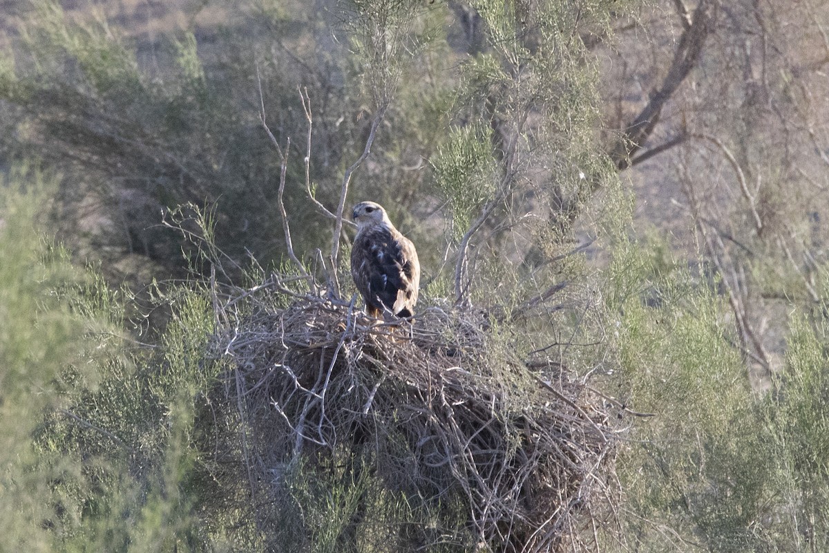 Long-legged Buzzard - Nazes Afroz