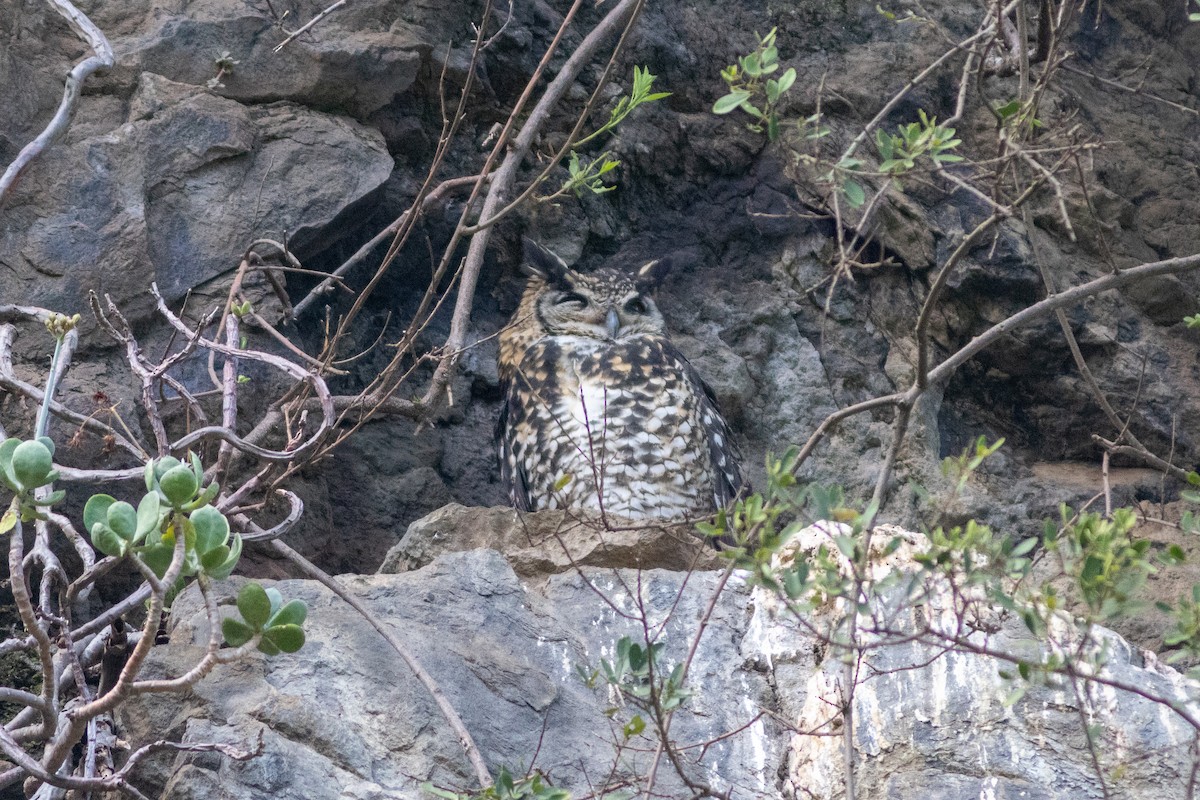 Cape Eagle-Owl (Northern) - ML581434181
