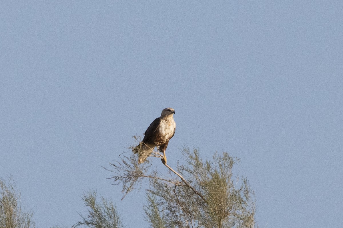 Long-legged Buzzard - ML581434461