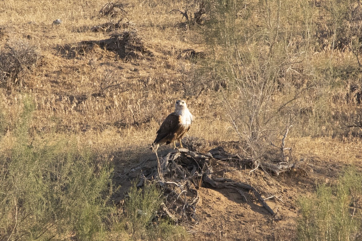 Long-legged Buzzard - ML581434471