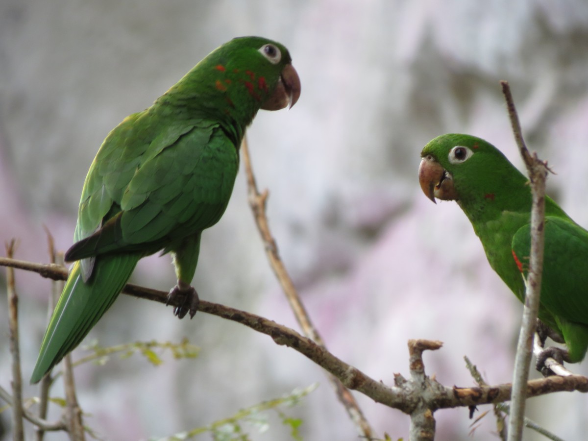 Conure pavouane - ML58143471