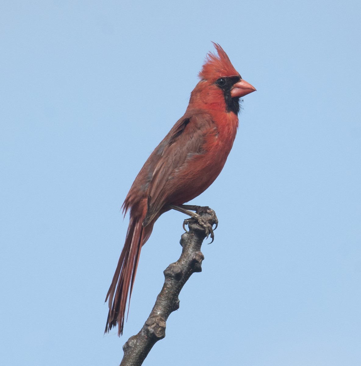 Northern Cardinal - joseph mileyka