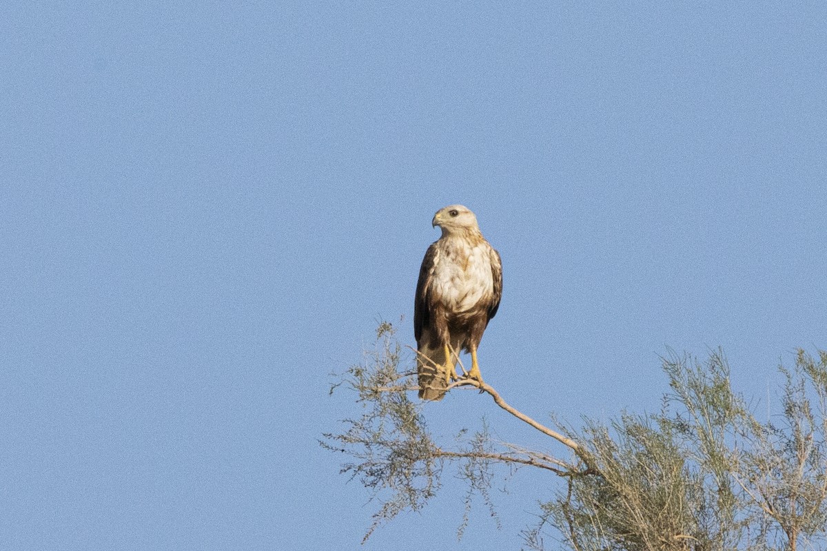 Long-legged Buzzard - ML581434941