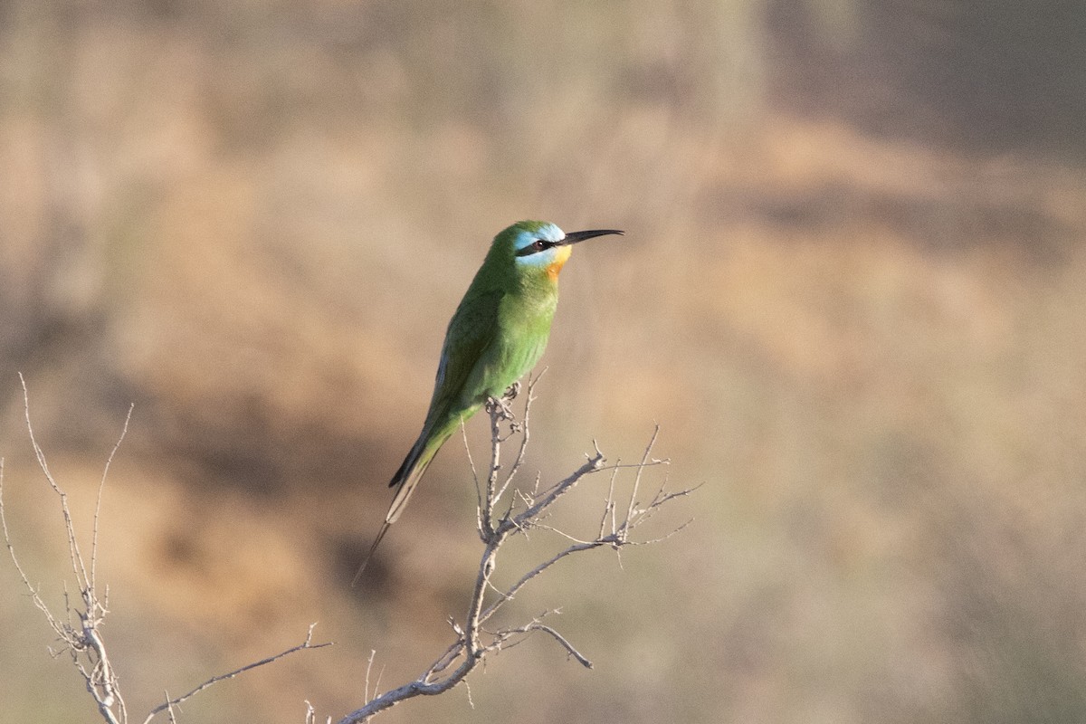 Blue-cheeked Bee-eater - Nazes Afroz