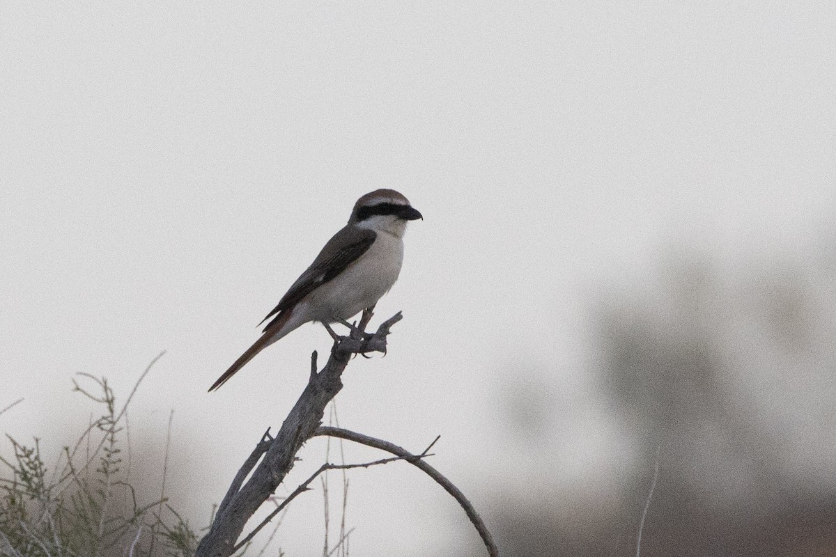 Red-tailed Shrike - Nazes Afroz