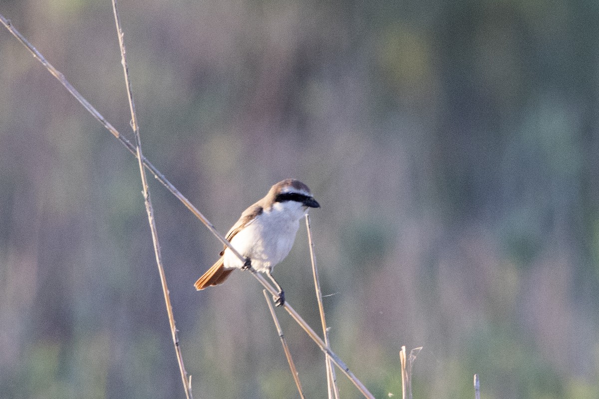 Red-tailed Shrike - ML581435551