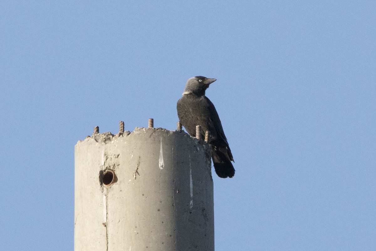 Eurasian Jackdaw - ML581435711