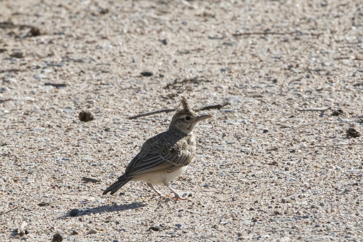 Crested Lark - ML581435811