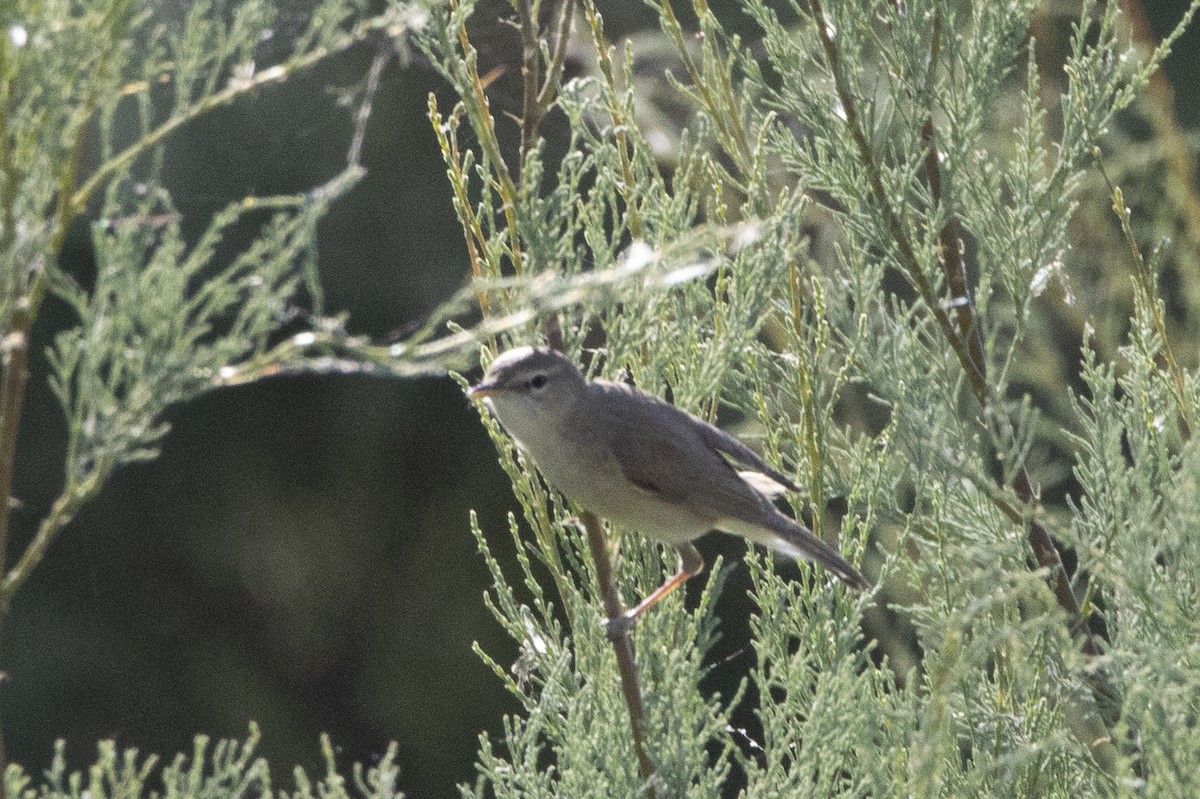 Sykes's Warbler - ML581435971