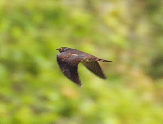 Malaysian Hawk-Cuckoo - ML581436101