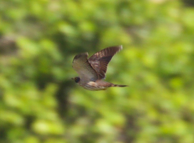 Malaysian Hawk-Cuckoo - ML581436121