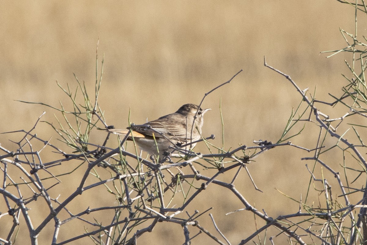 Common Chiffchaff - Nazes Afroz