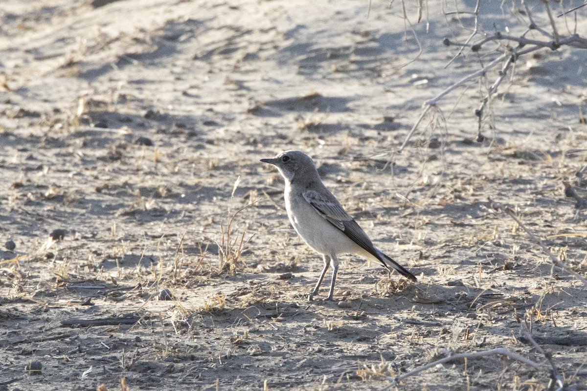 Pied Wheatear - ML581436291