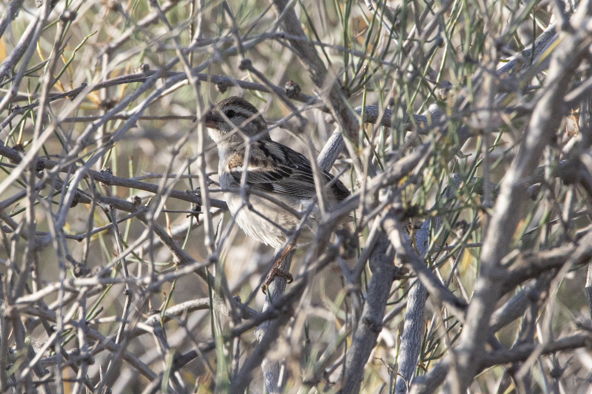 Moineau des saxaouls - ML581436321