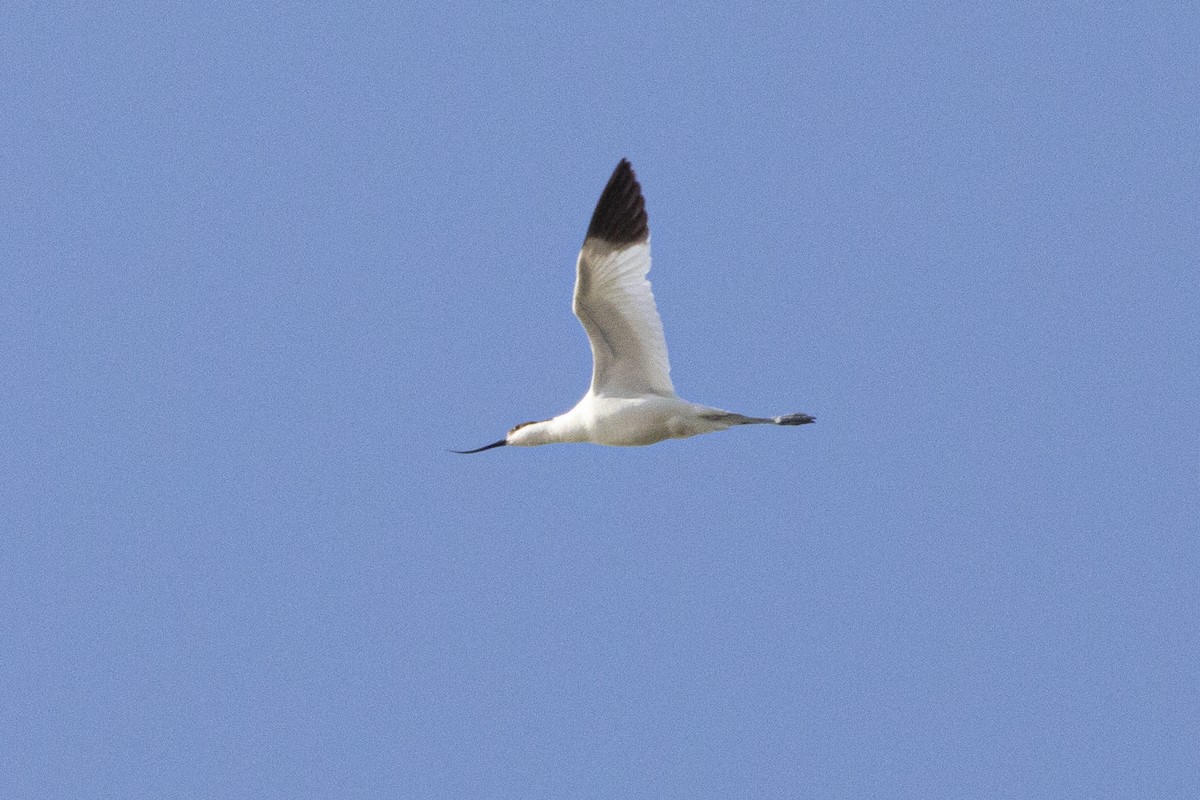 Pied Avocet - ML581436561