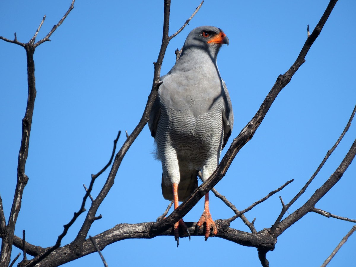 Pale Chanting-Goshawk - ML581436671