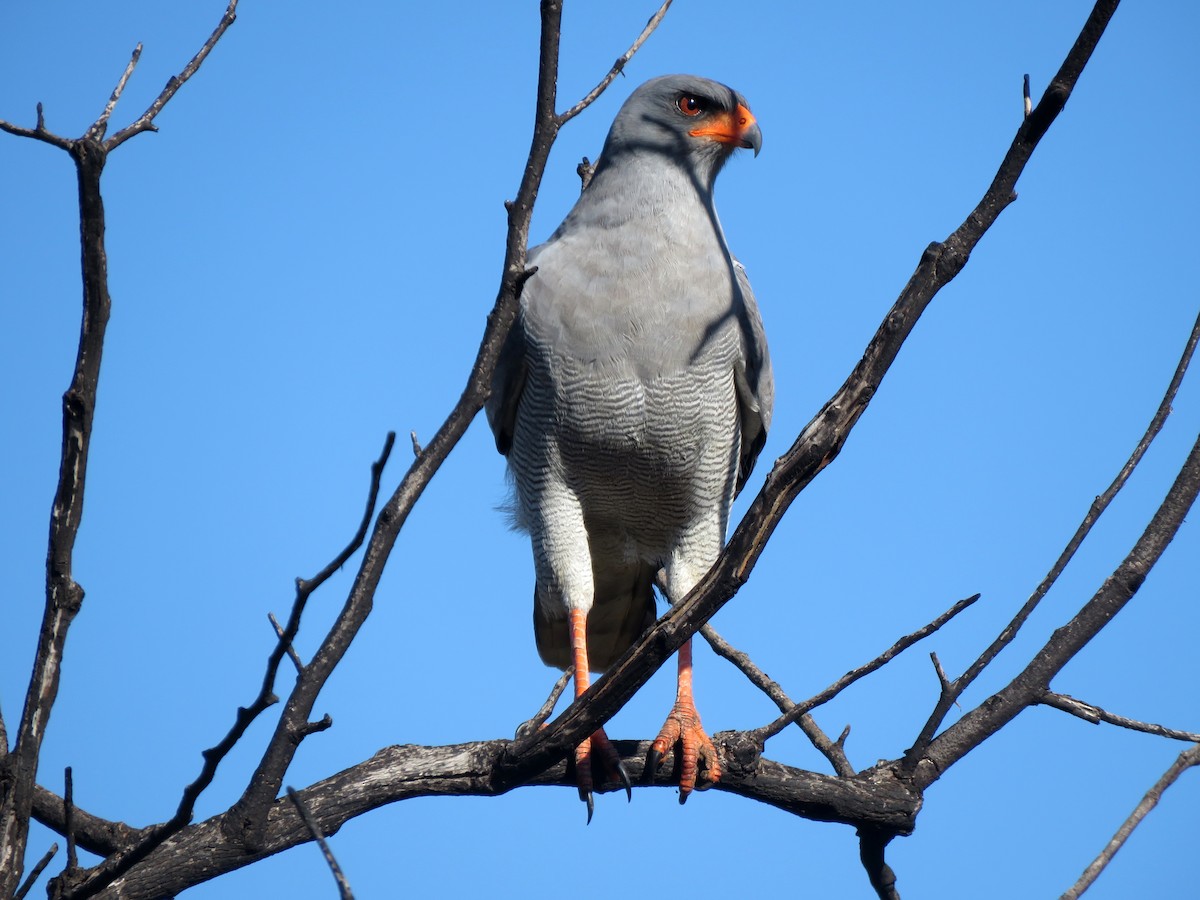 Pale Chanting-Goshawk - ML581436681