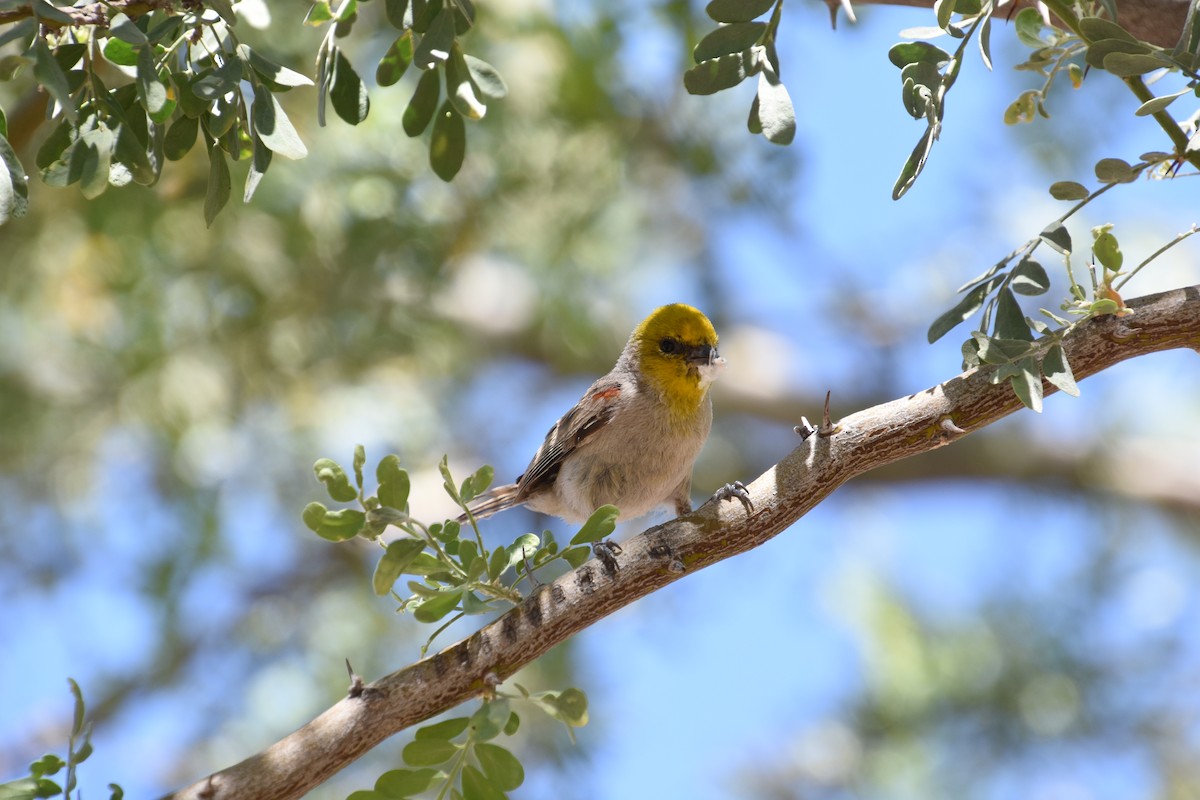 Verdin - ML581437531