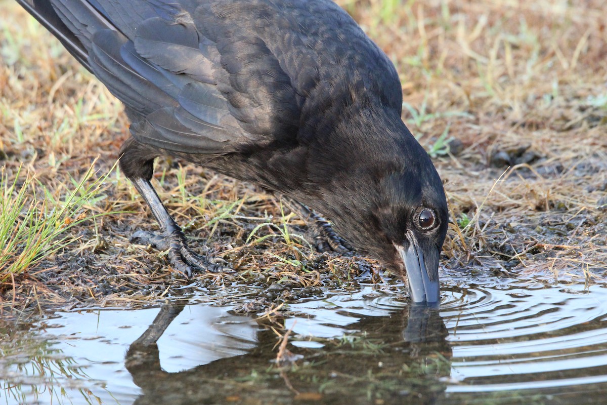 American Crow - ML581437791