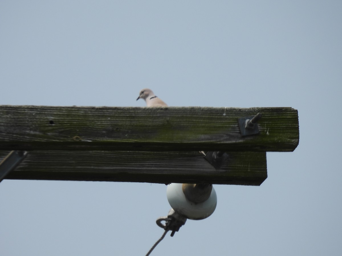 Eurasian Collared-Dove - ML581440051